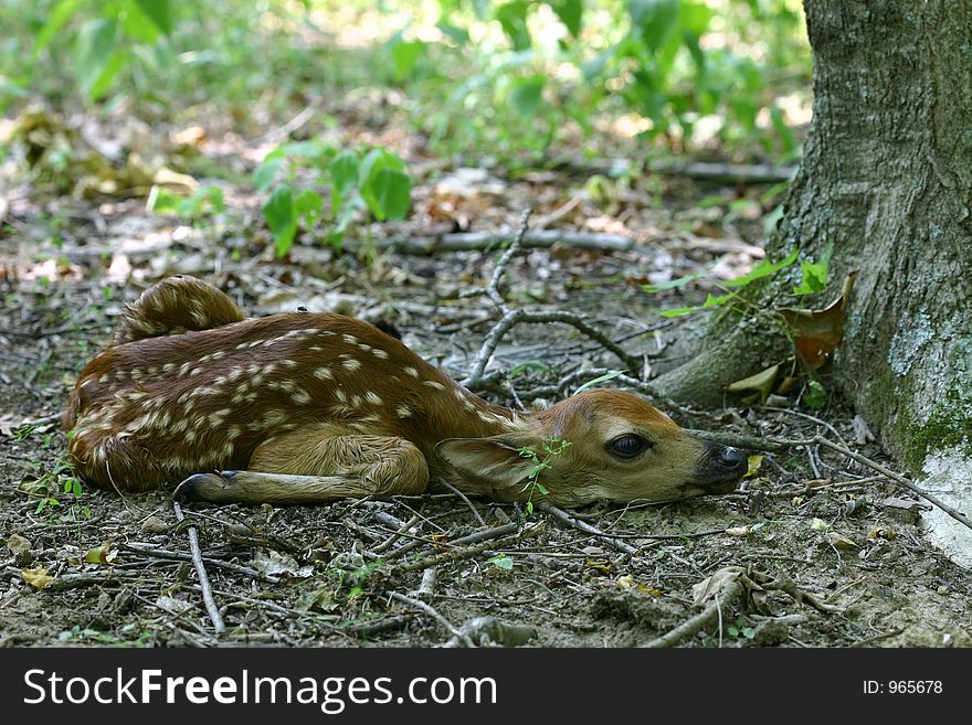 Newborn fawn resting on the ground in the forest