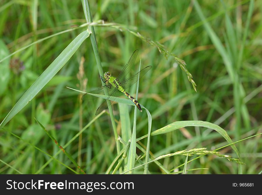 A green dragonfly called an Eastern Pondhawk on foliage