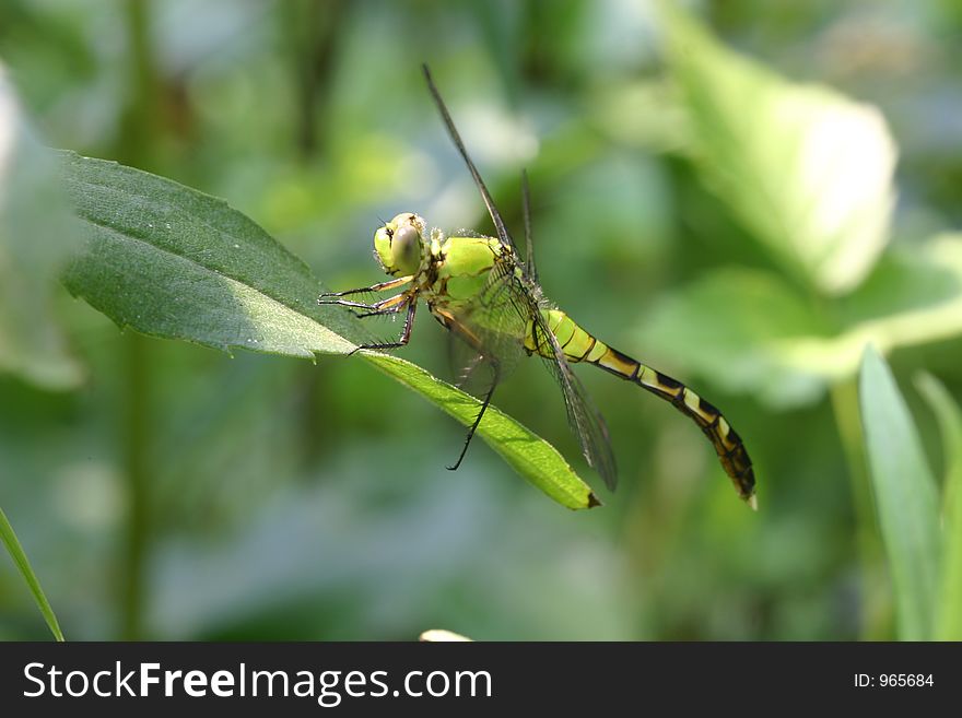 A green dragonfly called an Eastern Pondhawk on foliage