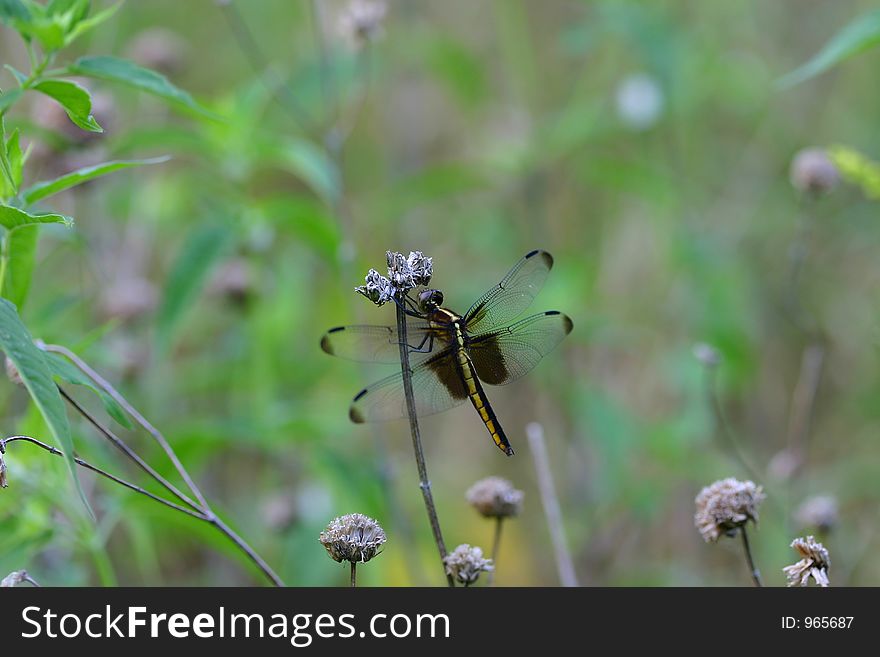 A  dragonfly on foliage in a meadow