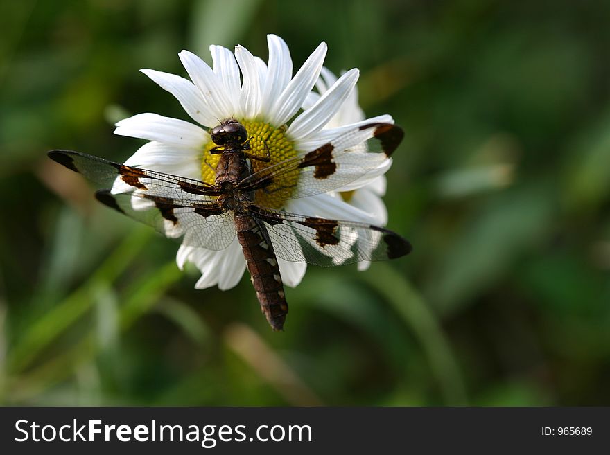 A dragonfly on Daisy in a meadow