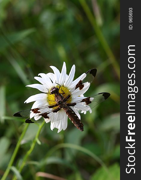 A  dragonfly on Daisy in a meadow