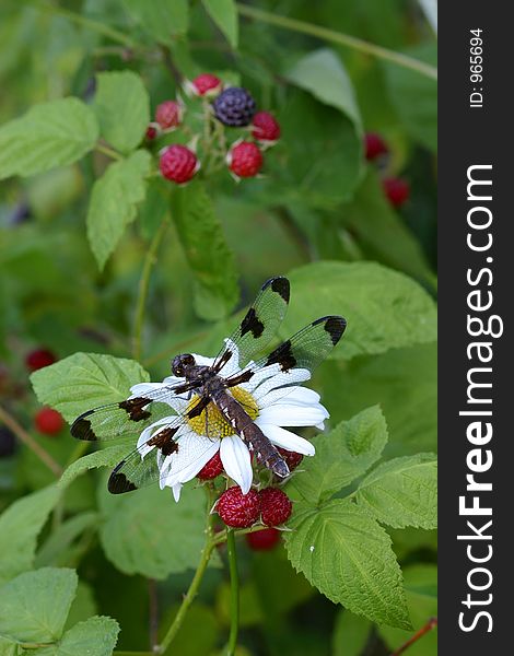 A  dragonfly on Daisy in a meadow with berries. A  dragonfly on Daisy in a meadow with berries