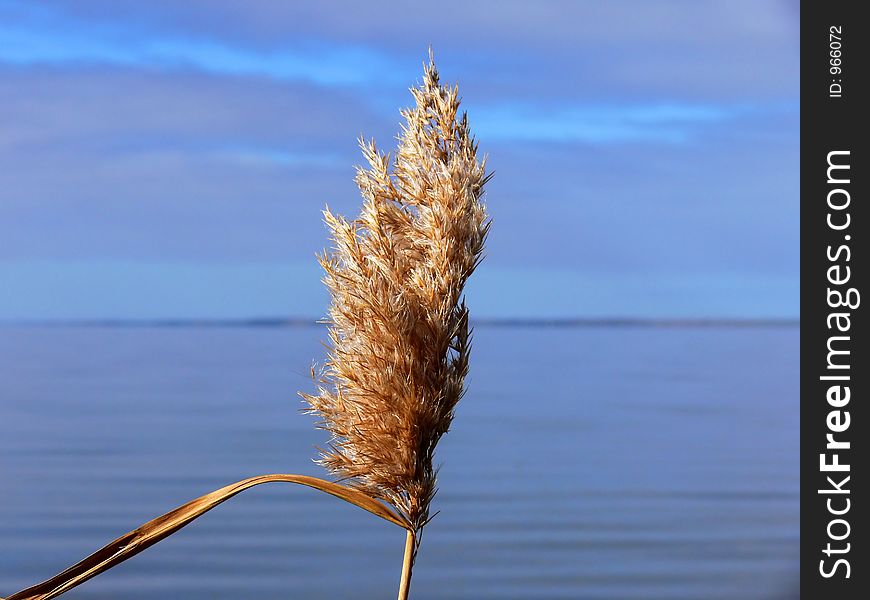 The head of a river reed.