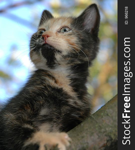 Skewbald kitten on apple-tree. Skewbald kitten on apple-tree