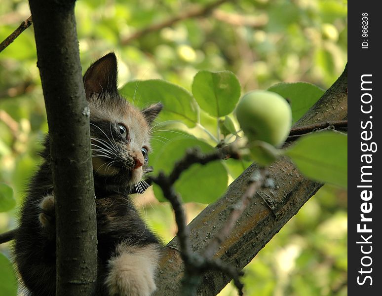 Skewbald kitten on apple-tree. Skewbald kitten on apple-tree