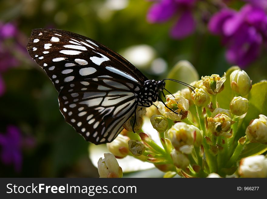 Butterfly, black and white