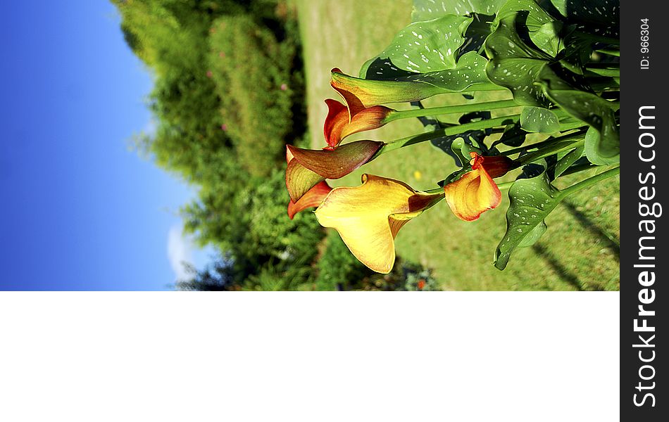 Bright, colourful Tulip with garden and blue sky. Bright, colourful Tulip with garden and blue sky