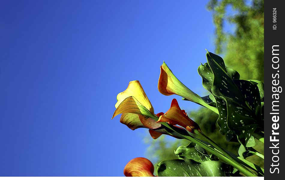 Calla Lily With Blue Sky