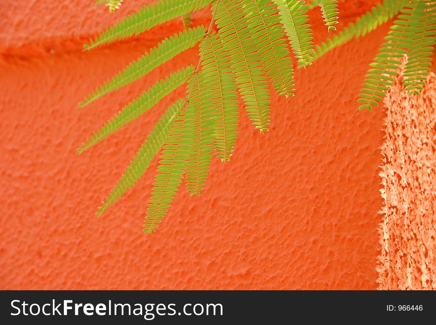 Fern in front of orange wall