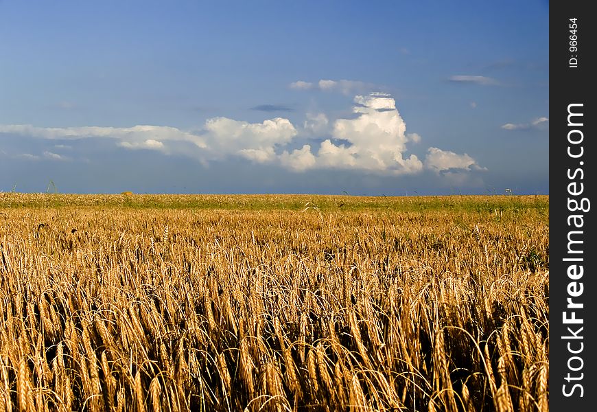 Wheat field with lowering clouds