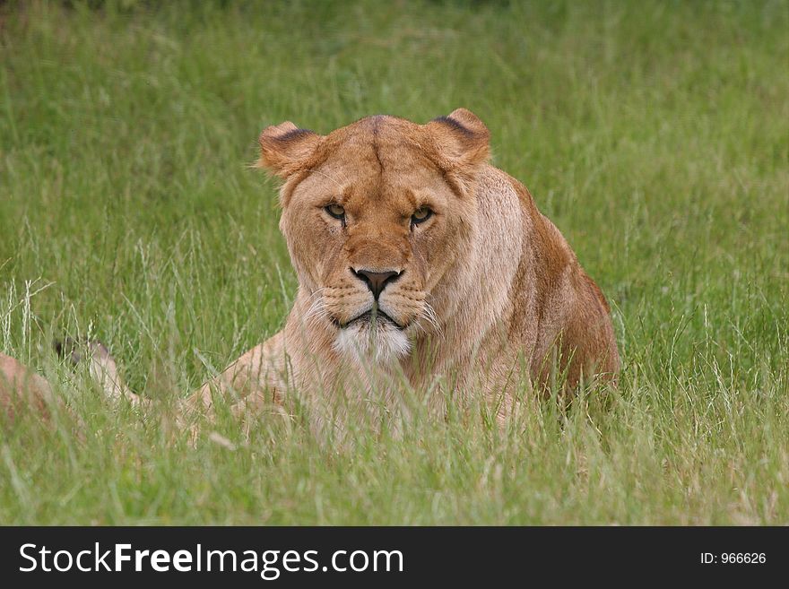 Lioness looking directly at camera