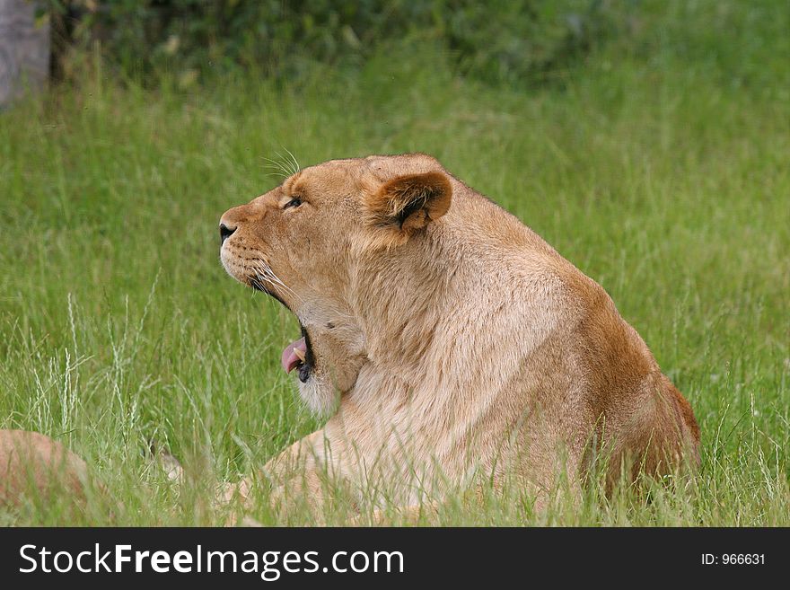 Lioness yawning with mouth wide open. Lioness yawning with mouth wide open