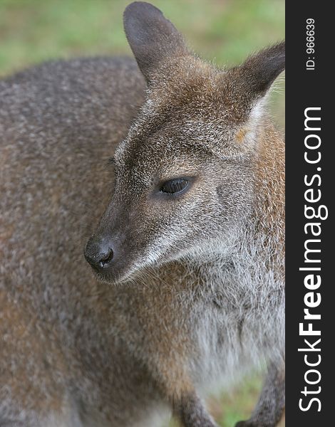 Wallaby head and shoulders