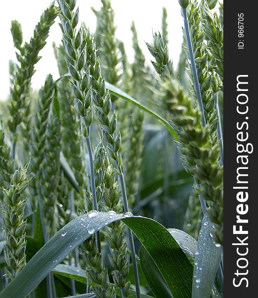 Unripe wheat in early morning