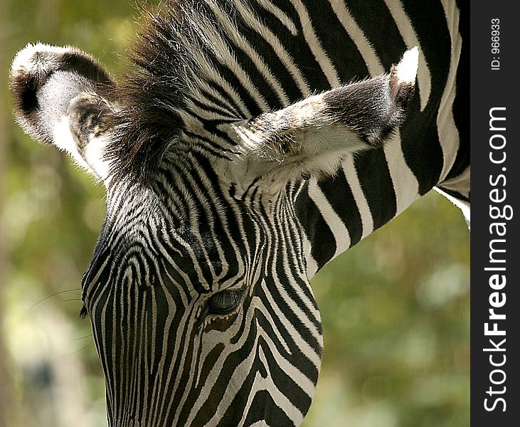 Zebra having breakfast. Ears are widely spread to detect danger. Zebra having breakfast. Ears are widely spread to detect danger.