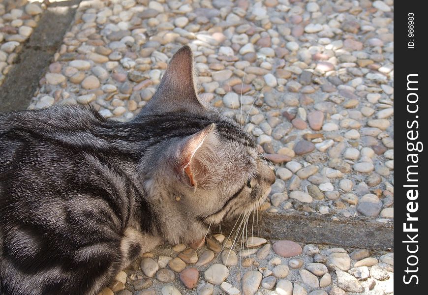 Very concentrated cat,ready to jump. Very concentrated cat,ready to jump