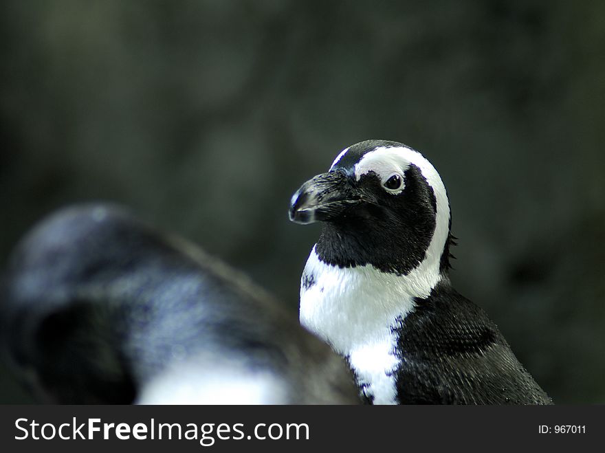 Close up of penguin found in the Singapore zoological gardens