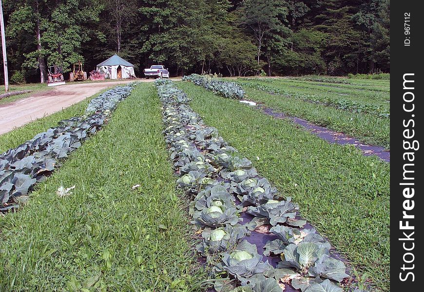 Rows Of Cabbages