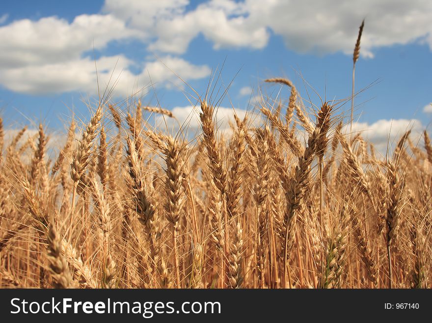 A wheat farm in Ohio. A wheat farm in Ohio