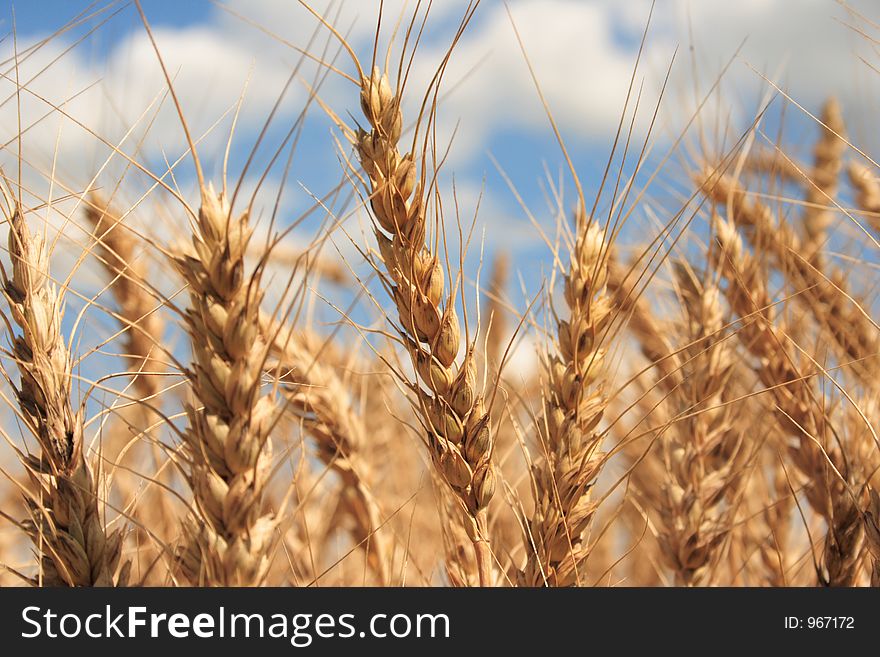 A wheat field with blue sky background