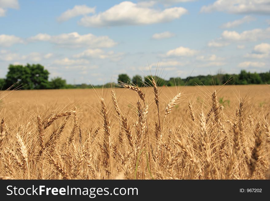 A Wheat Field With Blue Sky Background