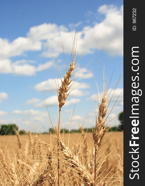 A Wheat Field With Blue Sky Background