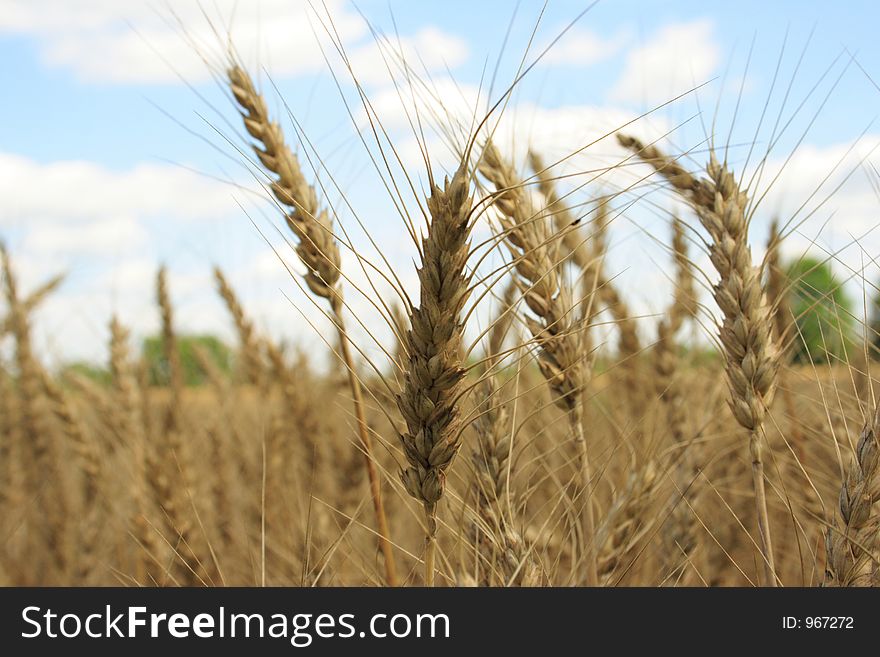 A wheat farm in Ohio. A wheat farm in Ohio