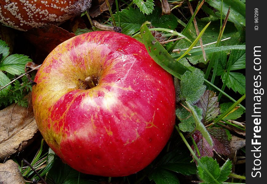 Red apple natural