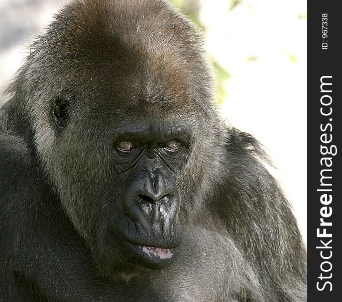 Gorilla from a local zoo casts a bored expression. Gorilla from a local zoo casts a bored expression.