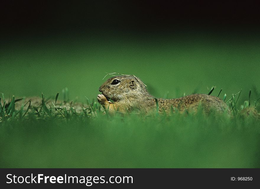 A funny European ground squirrel (Spermophilus citellus) eating and playing in the meadow, also known as European souslik (Citellus citellus).