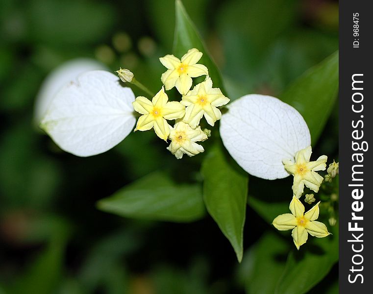 Yellow star shape flower