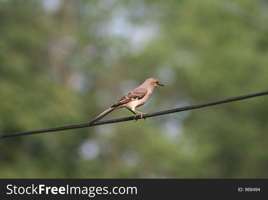 Bird on wire