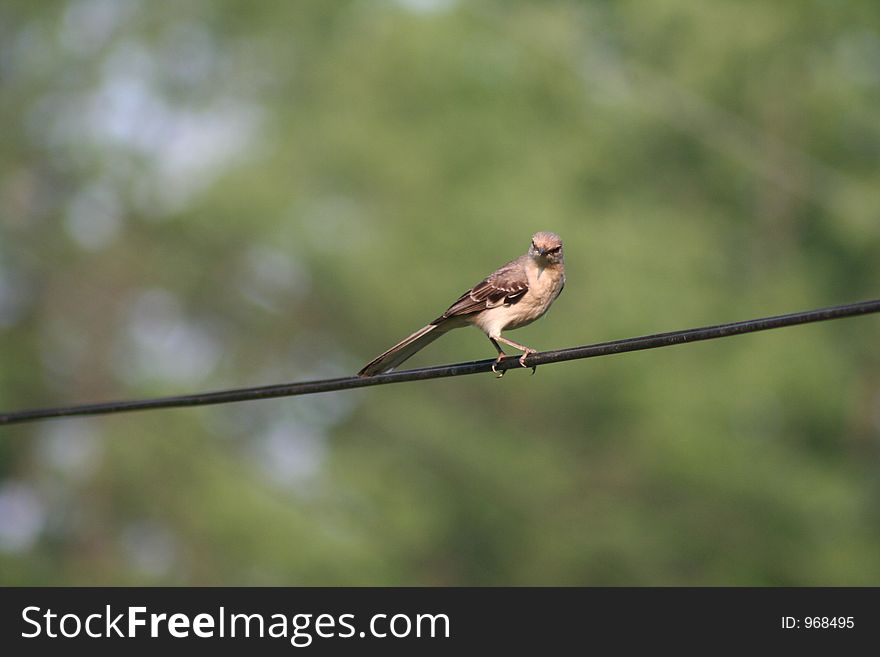 Bird on wire