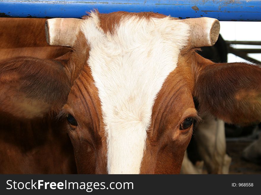 Chopped horn,cow in closeup. Chopped horn,cow in closeup