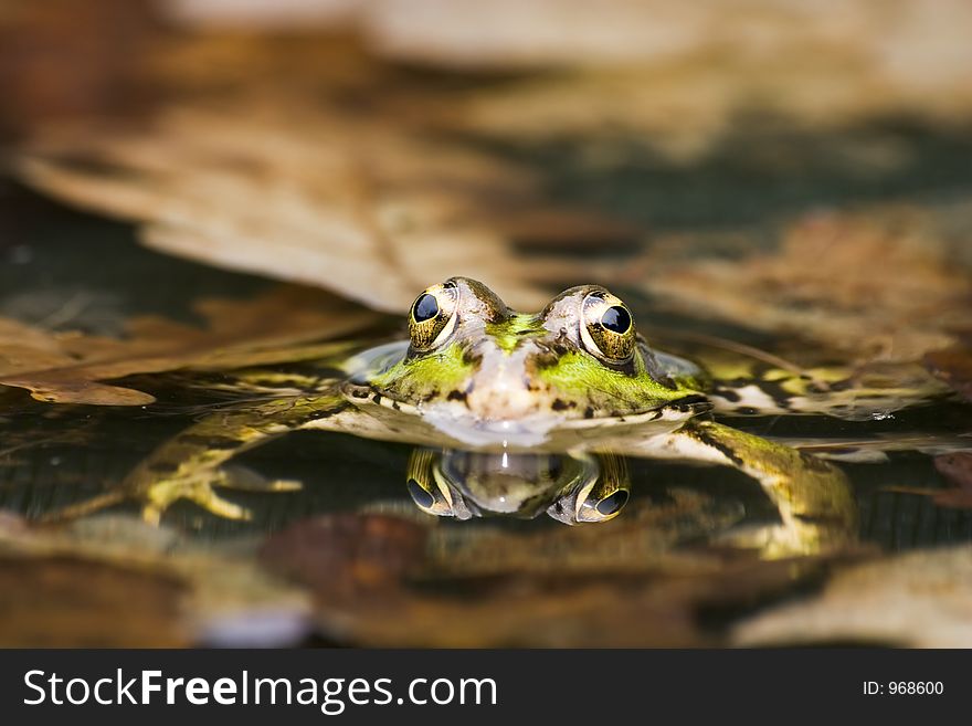 Close-up of a frog. Close-up of a frog