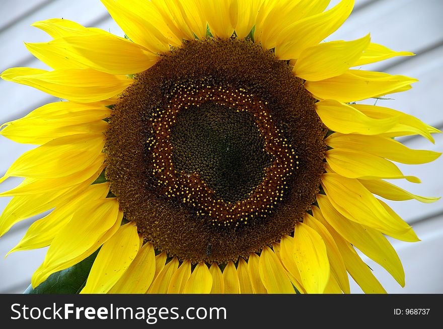 Big bold sunnyface sunflower