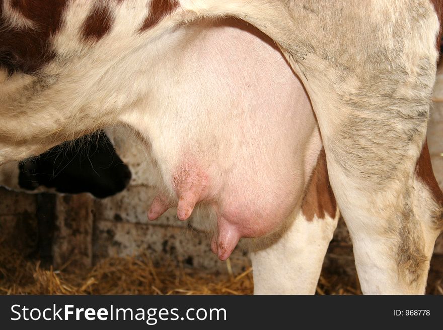 Cow, breast