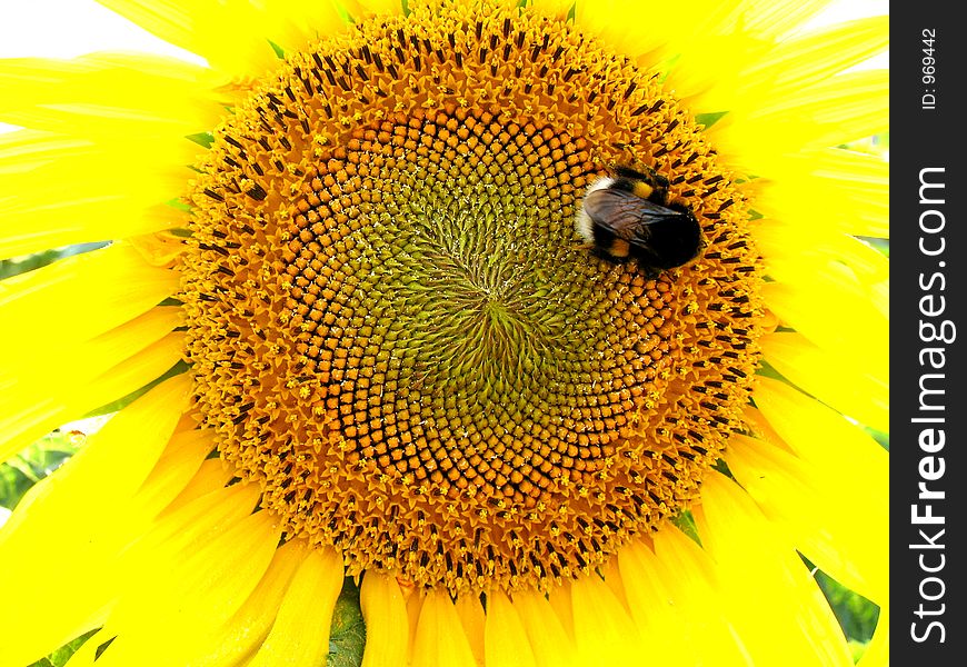 Bumblebee on sunflower. Bumblebee on sunflower