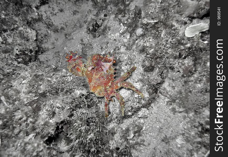 Decorator Crabs