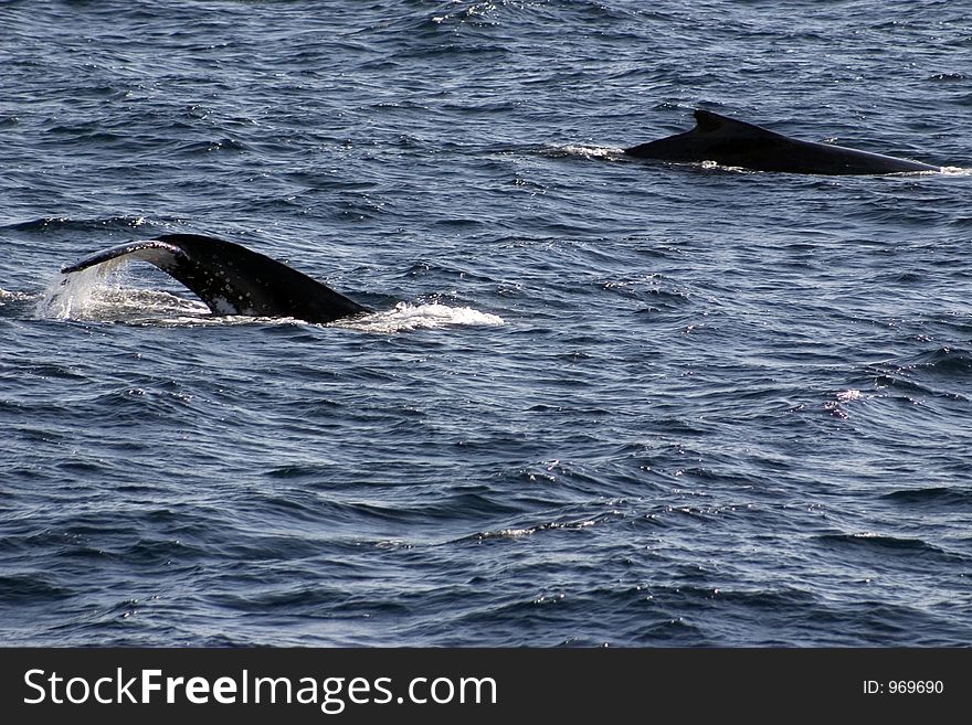 Humpback Whale Tails