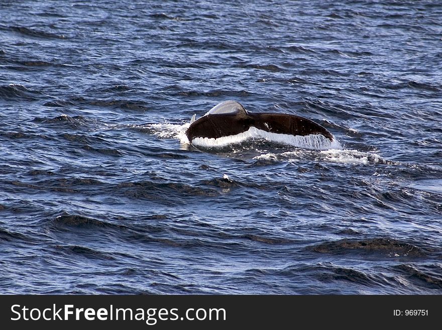 Humpback whale breaching surface of sea.