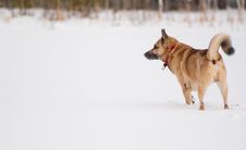 West Siberian Laika Stock Photography West Siberian Laika Stock Photography