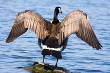 Goose Drying Off Royalty Free Stock Image Goose Drying Off Royalty Free Stock Image