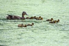 Mallard And Her Ducklings Royalty Free Stock Images