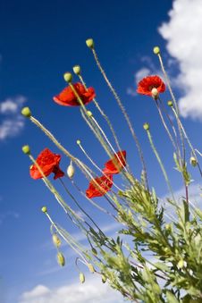 Poppy Royalty Free Stock Images Poppy Royalty Free Stock Images