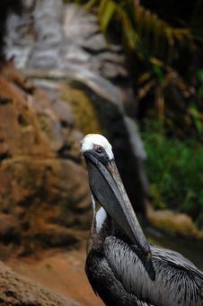 Pelican Royalty Free Stock Photos Pelican Royalty Free Stock Photos