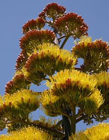 Agave Plant Flowers Royalty Free Stock Images Agave Plant Flowers Royalty Free Stock Images
