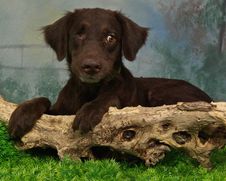 One Eyed Puppy Stock Image One Eyed Puppy Stock Image
