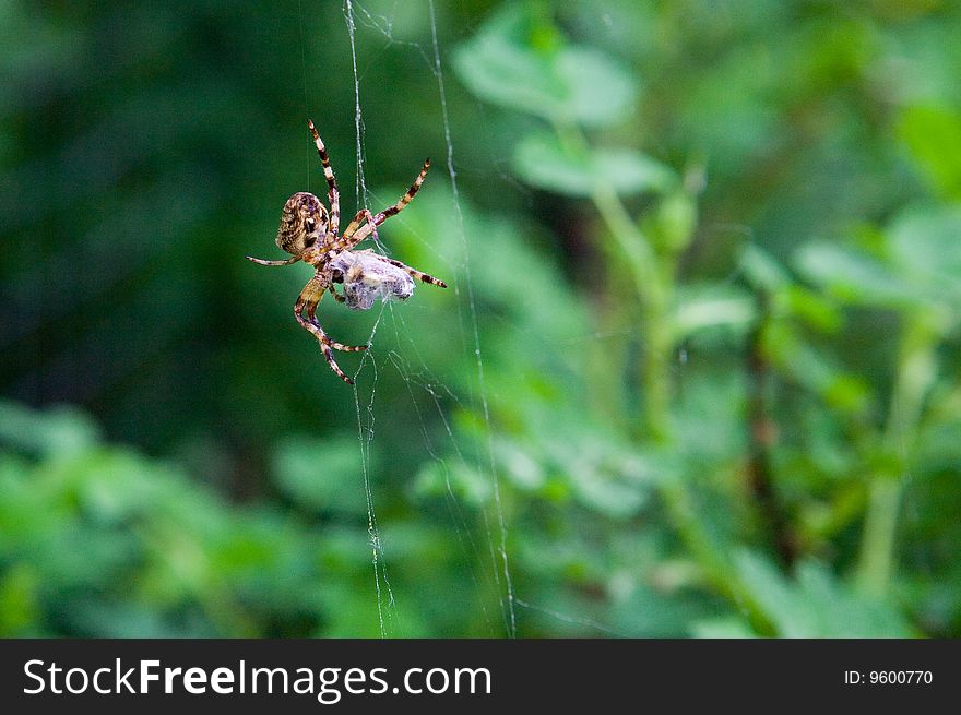 Hungry spider catched its victim. Hungry spider catched its victim